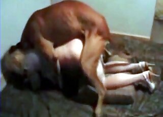 Dogs animal tube porn